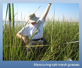 measuring salt marsh grasses